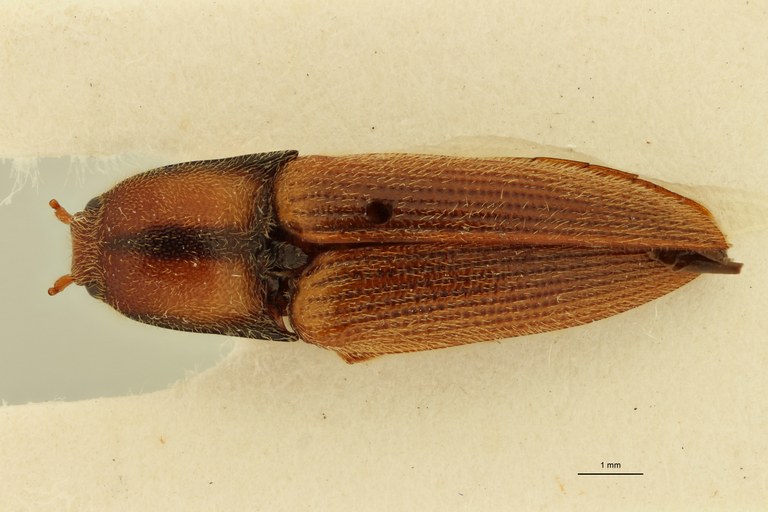 Propsephus zambianus Lt D.jpg Propsephus zambianus Lt D.jpg