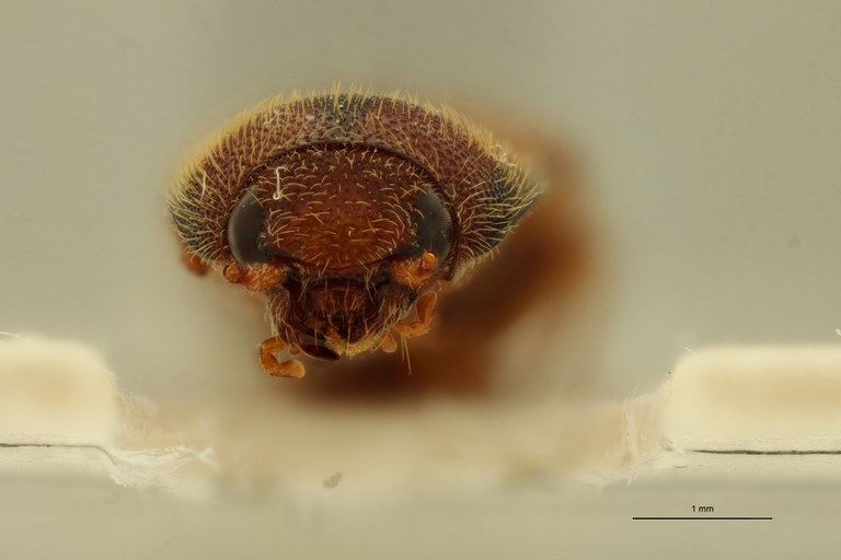 Propsephus zambianus Lt F.jpg Propsephus zambianus Lt F.jpg