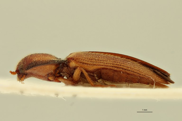 Propsephus zambianus Lt L.jpg Propsephus zambianus Lt L.jpg