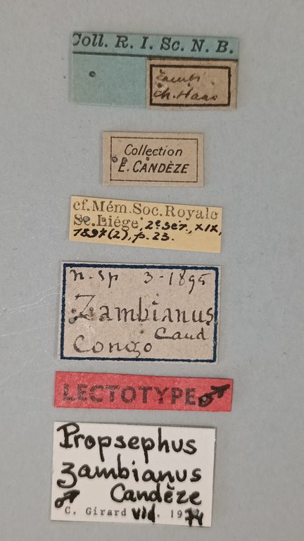 Propsephus zambianus Lt Labels.jpg Propsephus zambianus Lt Labels.jpg