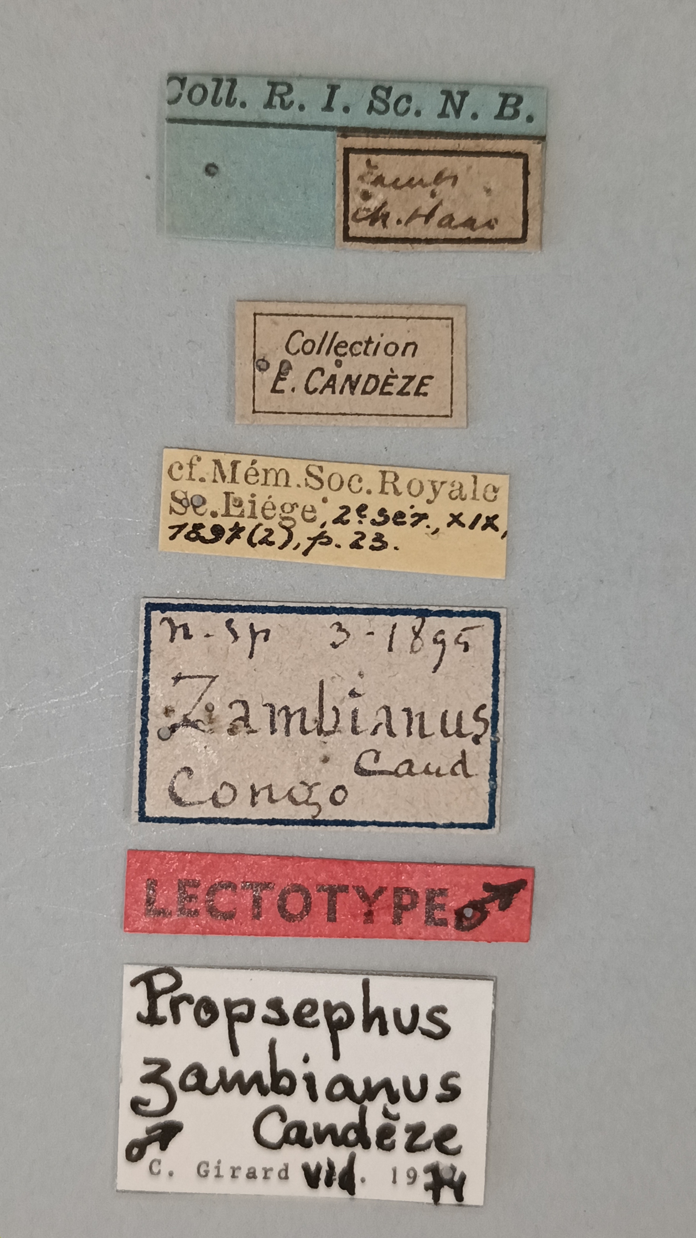 Propsephus zambianus Lt Labels.jpg