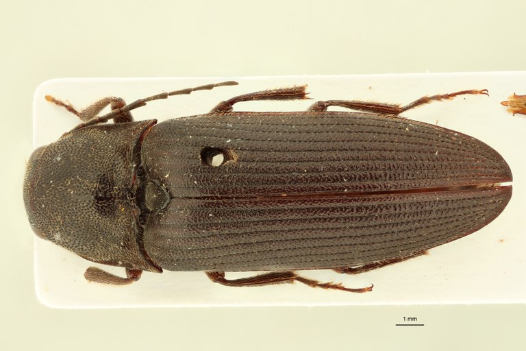 Pseudolophoeus guineensis Nt D.jpg