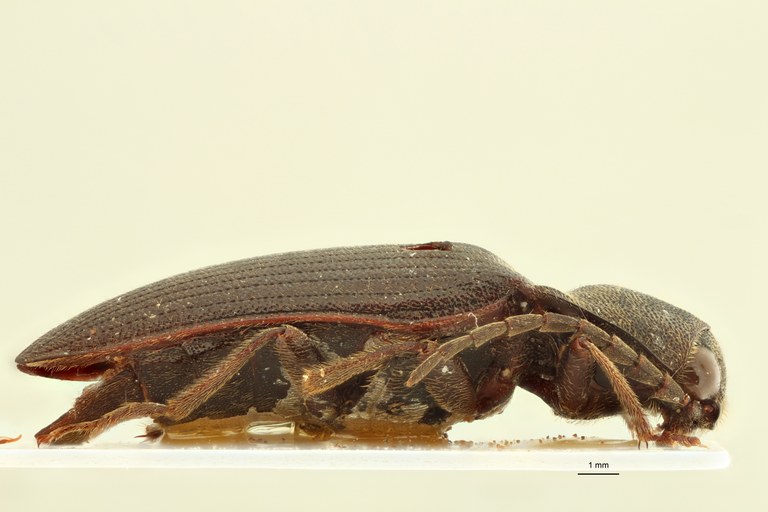 Pseudolophoeus guineensis Nt L.jpg