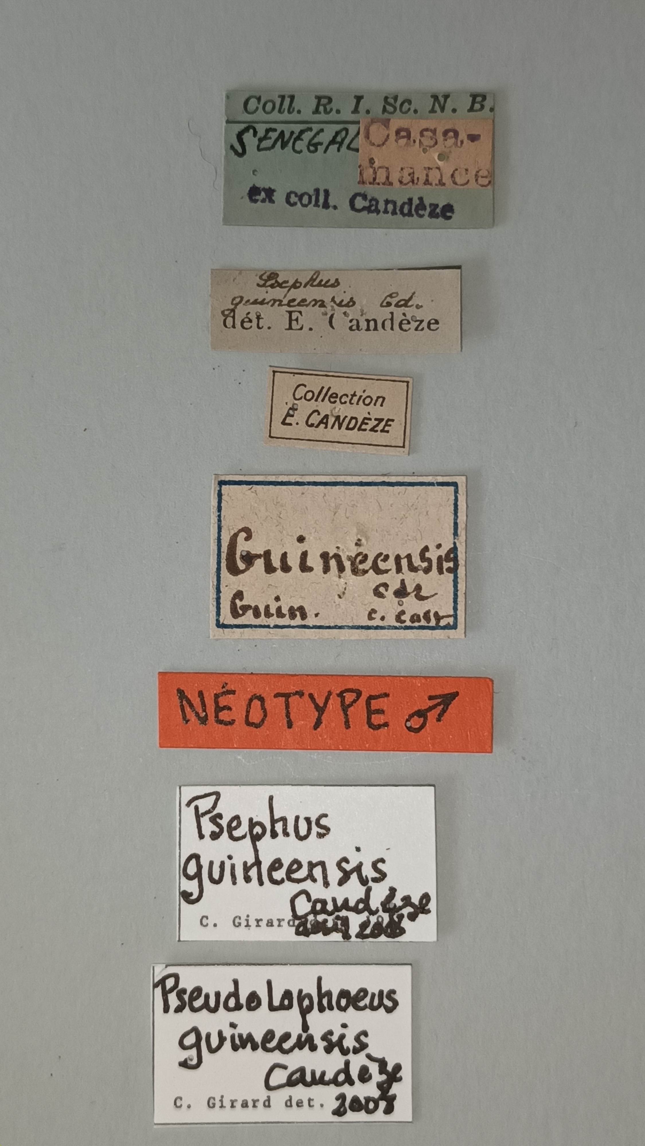 Pseudolophoeus guineensis Nt Labels.jpg