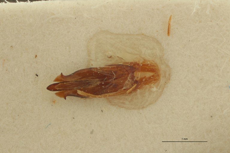 Pseudolopheus guineensis var. antennatus Lt Aedeagus.jpg Pseudolopheus guineensis var. antennatus Lt Aedeagus.jpg