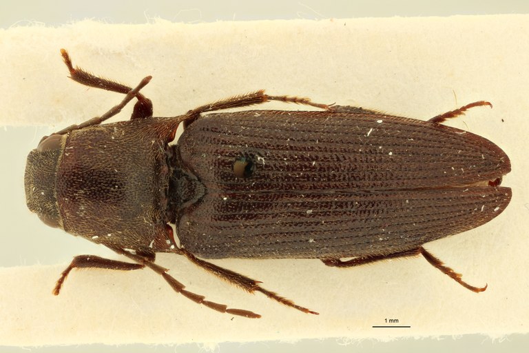 Pseudolopheus guineensis var. antennatus Lt D.jpg