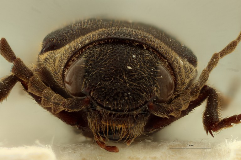 Pseudolopheus guineensis var. antennatus Lt F.jpg Pseudolopheus guineensis var. antennatus Lt F.jpg