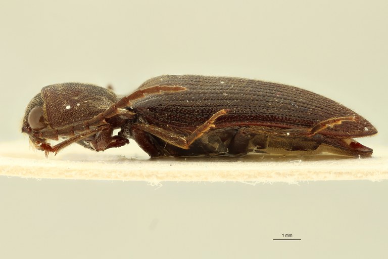 Pseudolopheus guineensis var. antennatus Lt L.jpg
