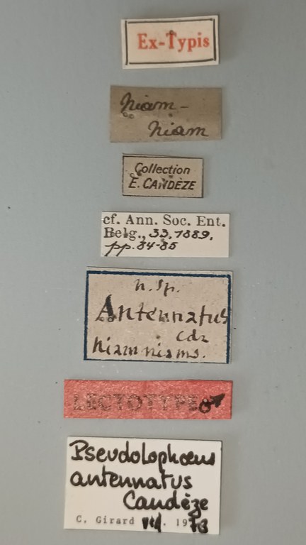 Pseudolopheus guineensis var. antennatus Lt Labels.jpg