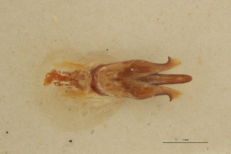 Pseudolopheus guineensis var. josensi Pt Aedeagus.jpg Pseudolopheus guineensis var. josensi Pt Aedeagus.jpg