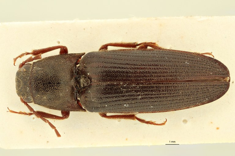 Pseudolopheus guineensis var. josensi Pt D.jpg Pseudolopheus guineensis var. josensi Pt D.jpg
