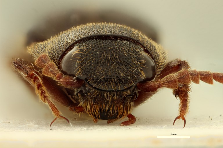 Pseudolopheus guineensis var. josensi Pt F.jpg Pseudolopheus guineensis var. josensi Pt F.jpg