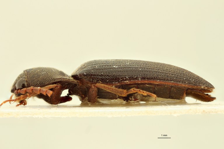 Pseudolopheus guineensis var. josensi Pt L.jpg Pseudolopheus guineensis var. josensi Pt L.jpg