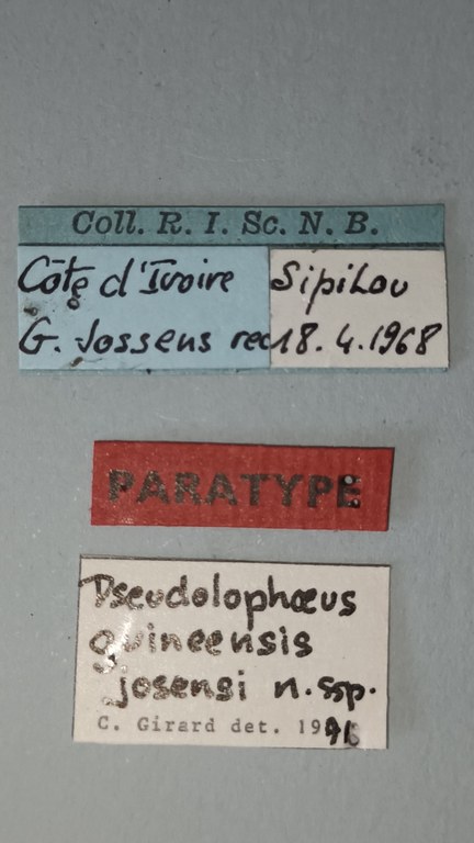 Pseudolopheus guineensis var. josensi Pt Labels.jpg Pseudolopheus guineensis var. josensi Pt Labels.jpg