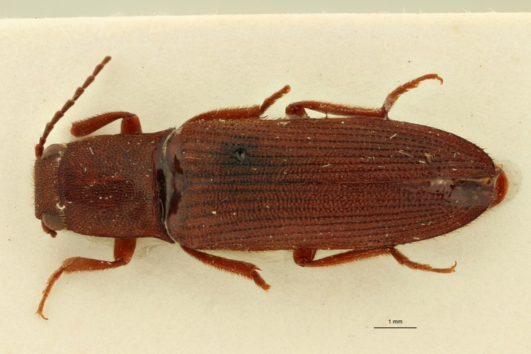 Pseudolophoeus melancholicus Lt D.jpg