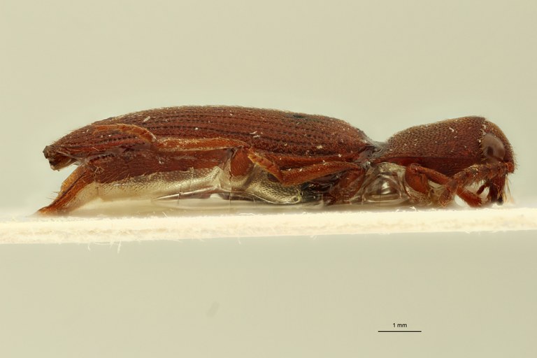 Pseudolophoeus melancholicus Lt L.jpg