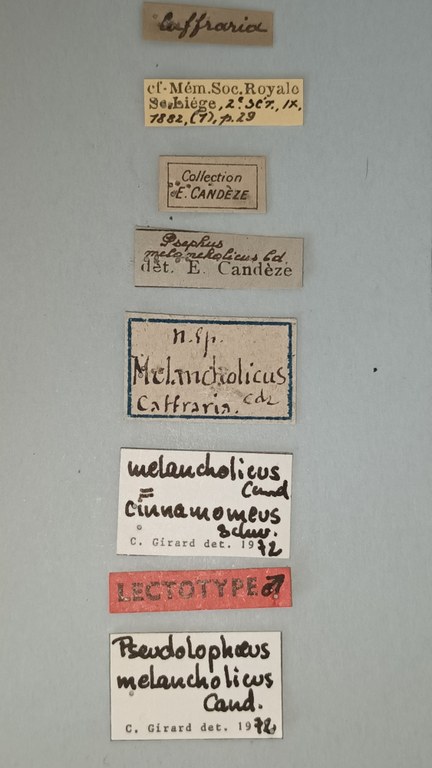 Pseudolophoeus melancholicus Lt Labels.jpg