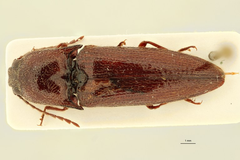 Spilus candezei Pt D.jpg