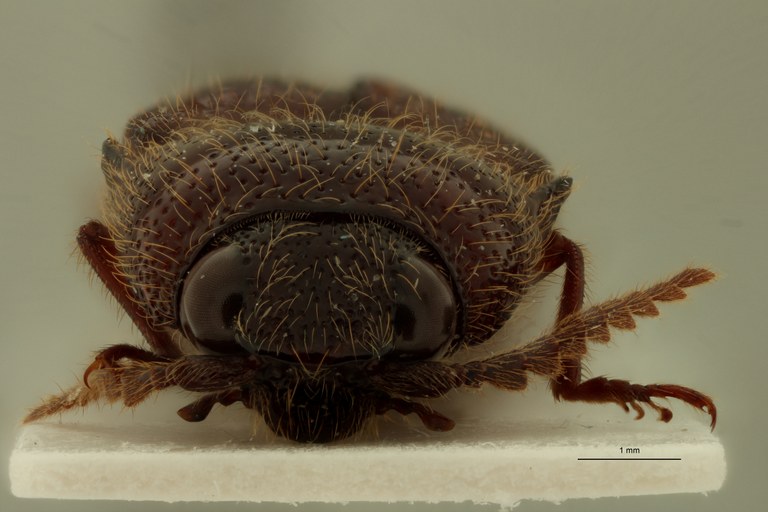 Spilus candezei Pt F.jpg