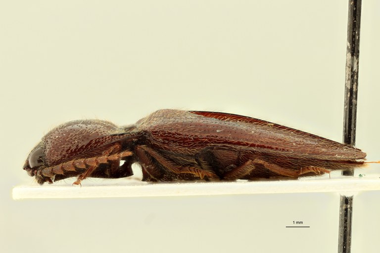 Spilus candezei Pt L.jpg