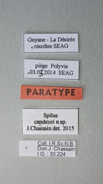 Spilus candezei Pt Labels.jpg