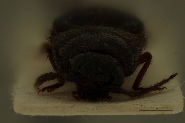 Spilus guyanensis Pt F.jpg