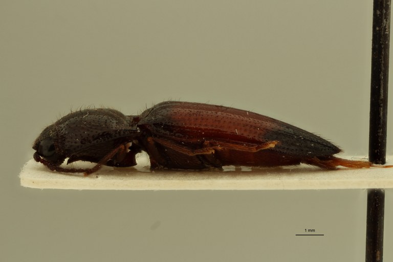 Spilus guyanensis Pt L.jpg