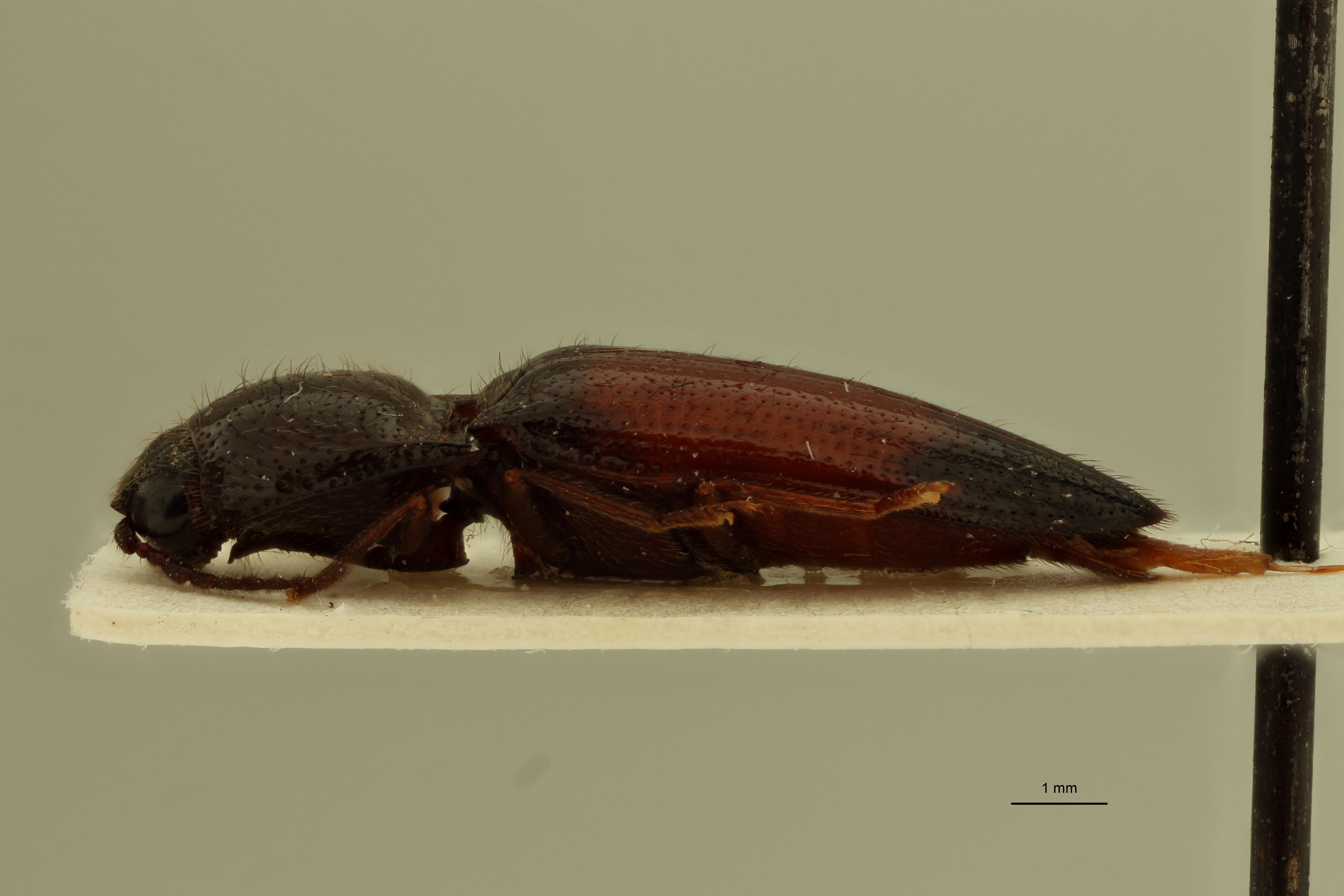 Spilus guyanensis Pt L.jpg