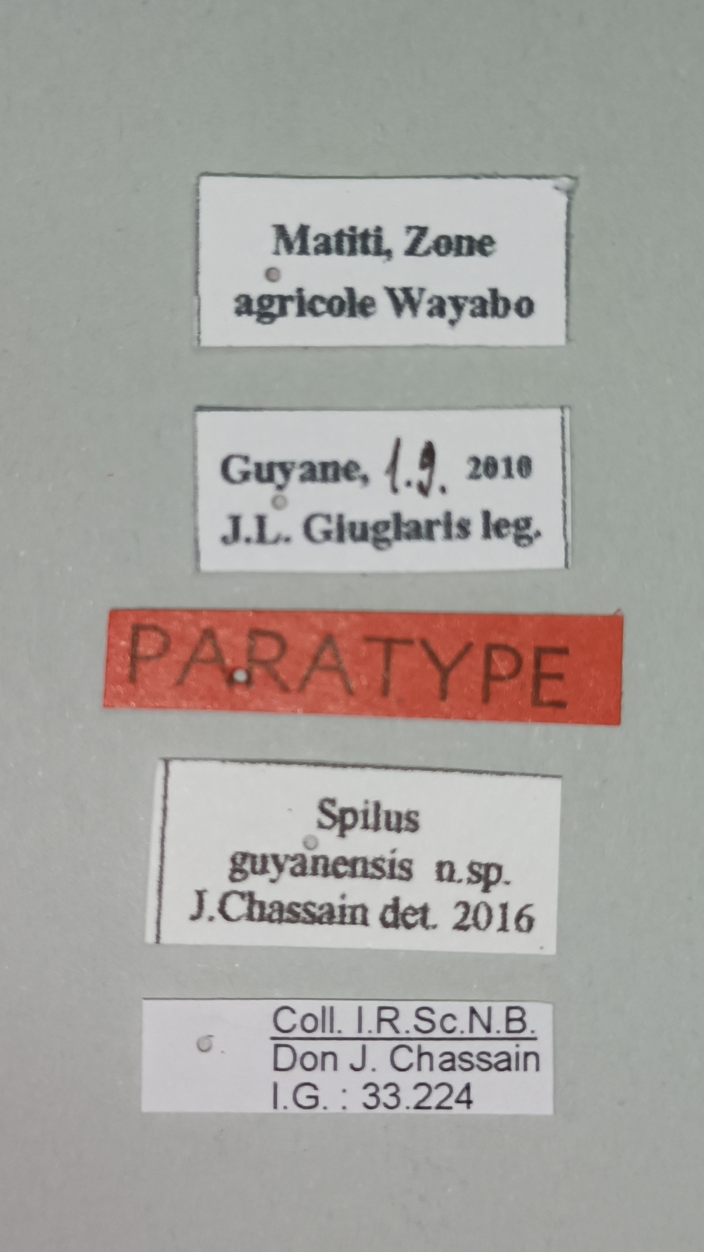 Spilus guyanensis Pt Labels.jpg
