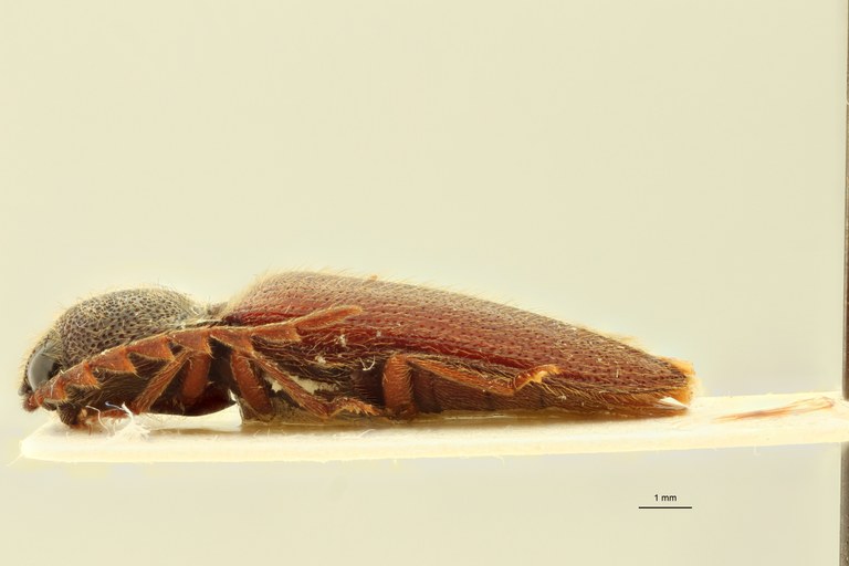 Spilus longicornis M Pt L.jpg