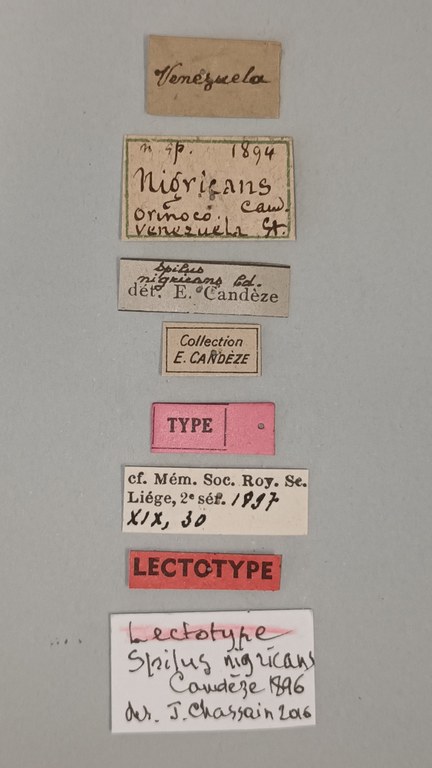 Spilus nigricans Lt Labels.jpg