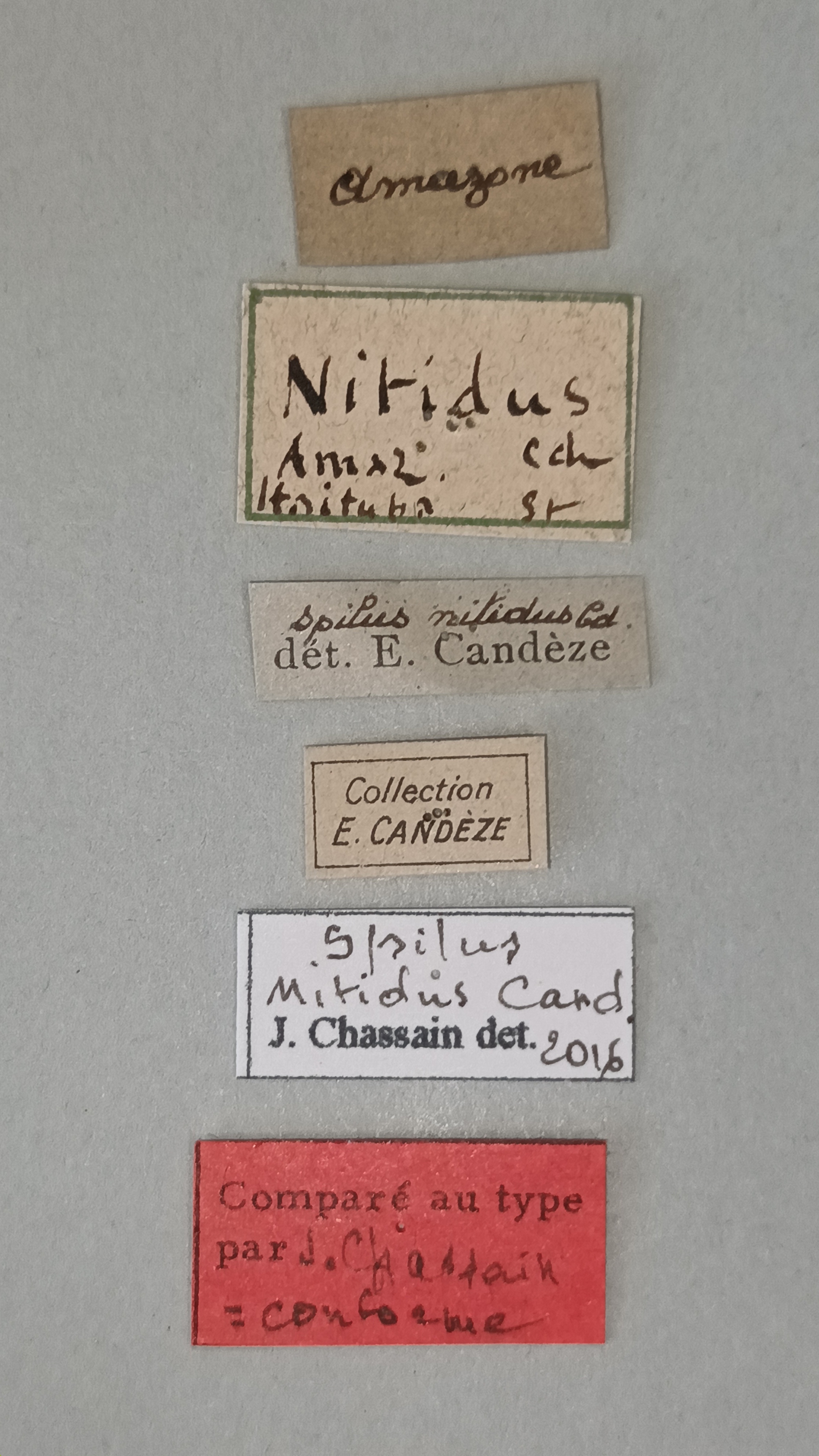 Spilus nitidus Ct Labels.jpg