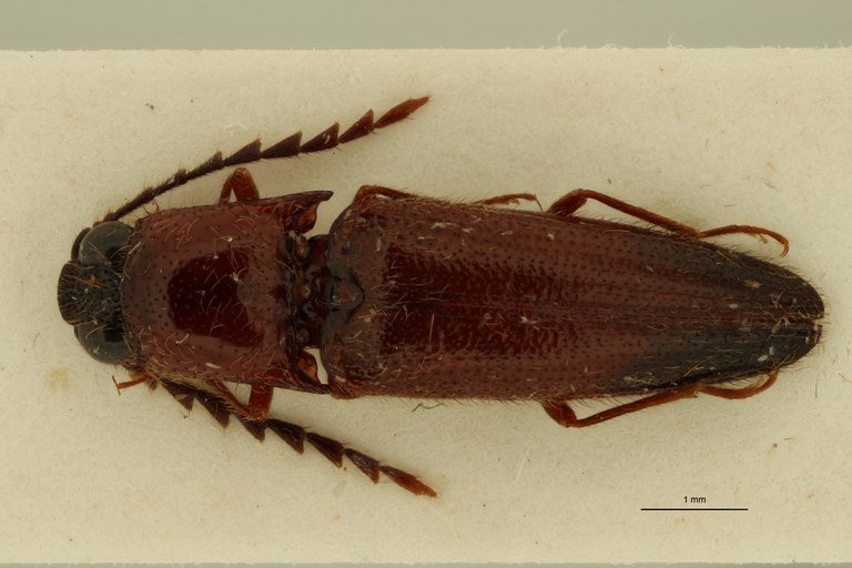 Spilus serraticornis Pt D.jpg