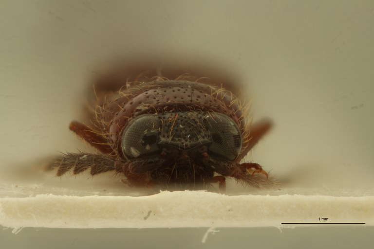 Spilus serraticornis Pt F.jpg