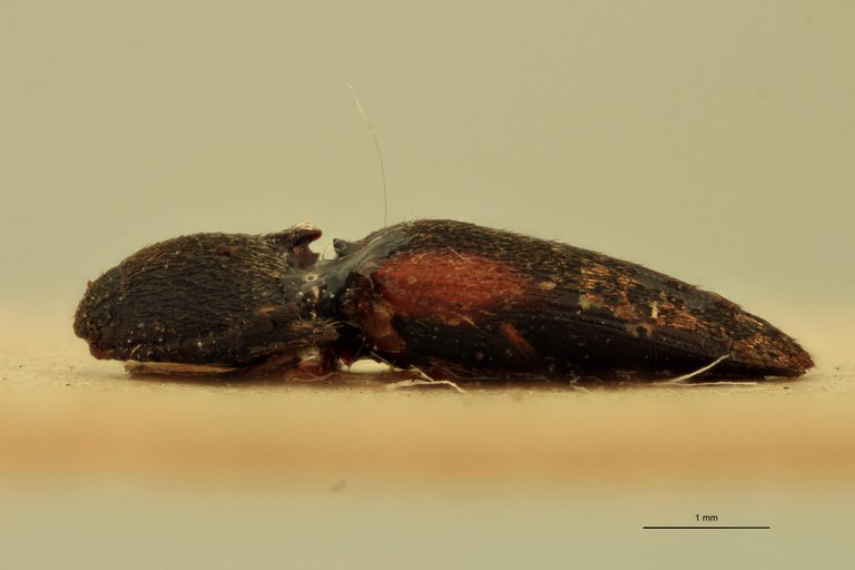 Anchastus humeralis T L.jpg