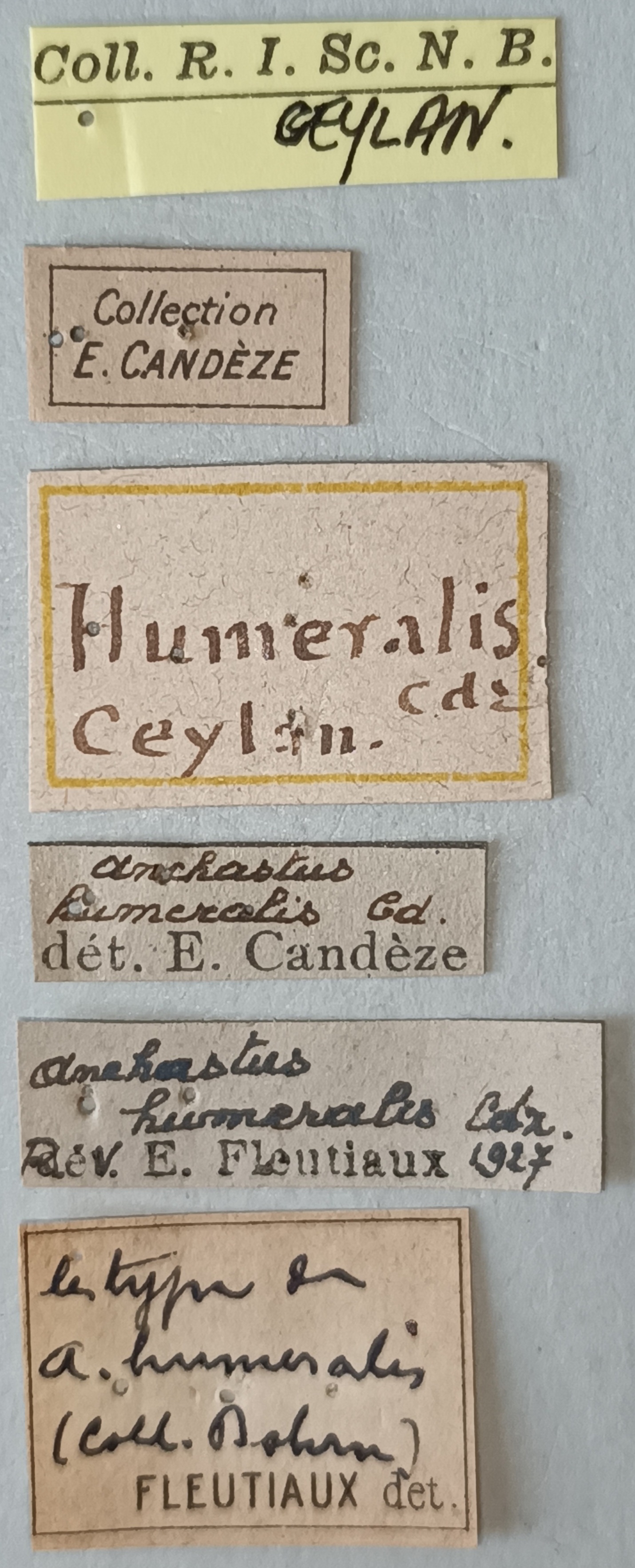 Anchastus humeralis T Labels.jpg