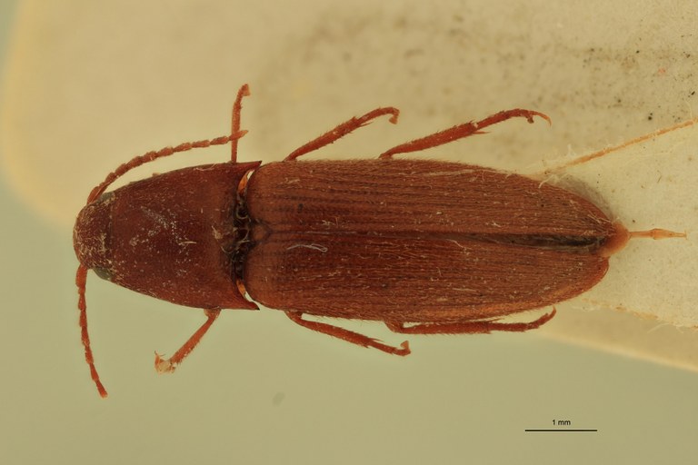 Anchastus impressicollis F At D.jpg