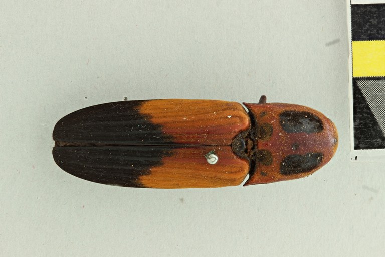 Hemirhipus elegantissimus T D.jpg Hemirhipus elegantissimus T D.jpg