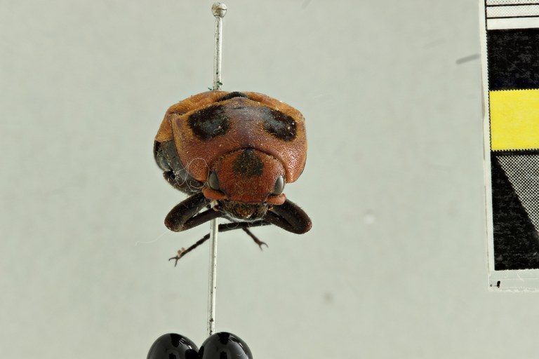 Hemirhipus elegantissimus T F.jpg Hemirhipus elegantissimus T F.jpg