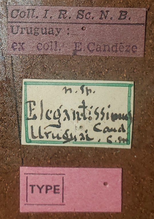 Hemirhipus elegantissimus T Labels.jpg Hemirhipus elegantissimus T Labels.jpg
