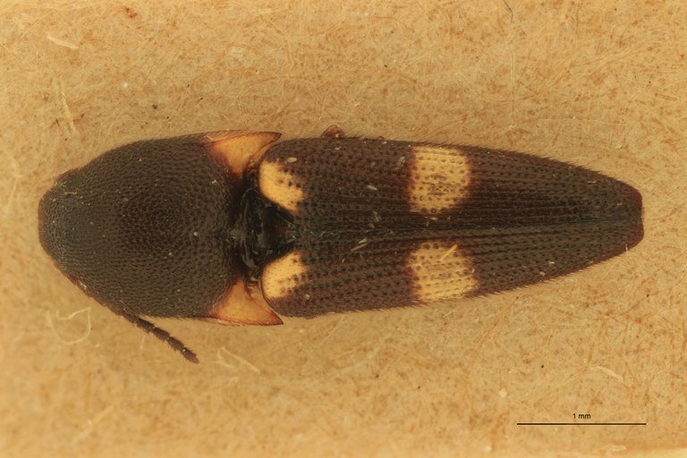 Abelater rixosus D.jpg Abelater rixosus D.jpg
