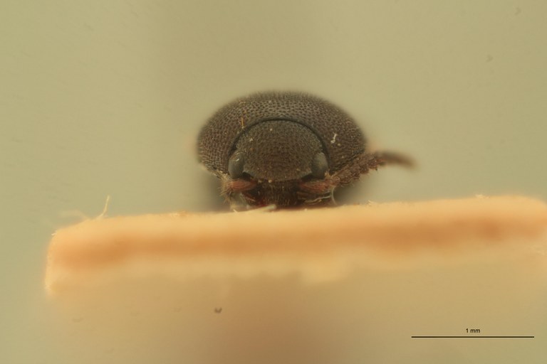 Abelater rixosus F.jpg Abelater rixosus F.jpg