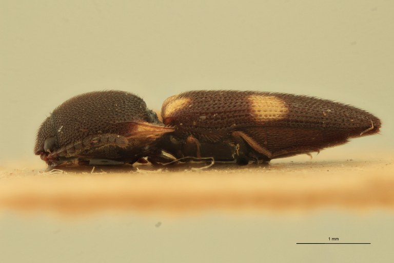 Abelater rixosus L.jpg Abelater rixosus L.jpg