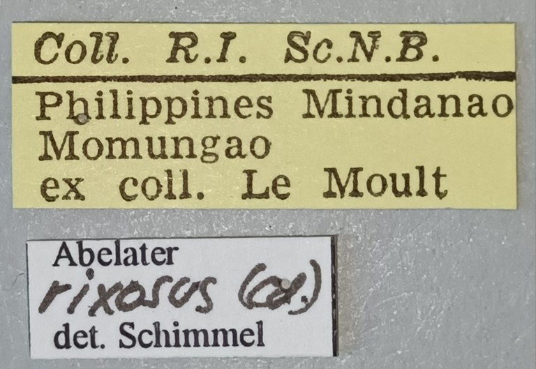 Abelater rixosus Labels.jpg Abelater rixosus Labels.jpg