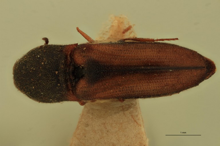 Agonischius salebrosus T D.jpg Agonischius salebrosus T D.jpg