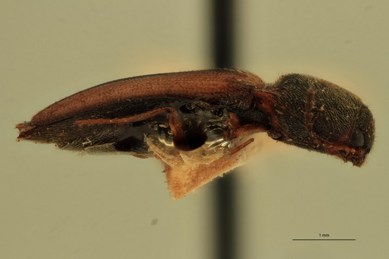 Agonischius salebrosus T L.jpg Agonischius salebrosus T L.jpg