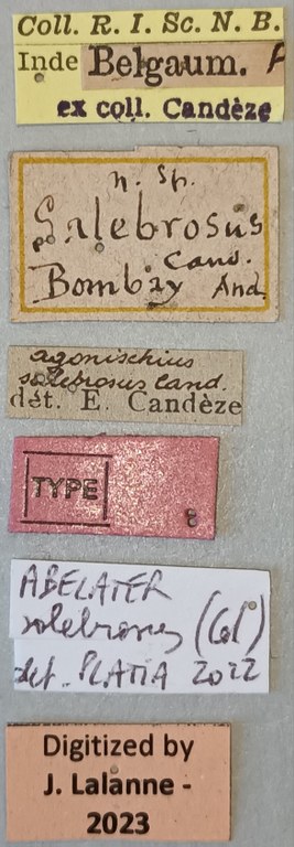 Agonischius salebrosus T Labels.jpg Agonischius salebrosus T Labels.jpg