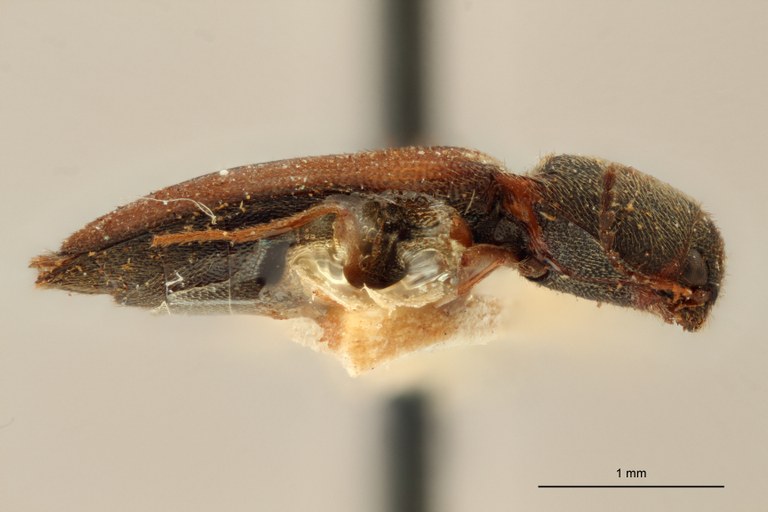 Agonischius salebrosus T L.jpg Agonischius salebrosus T L.jpg
