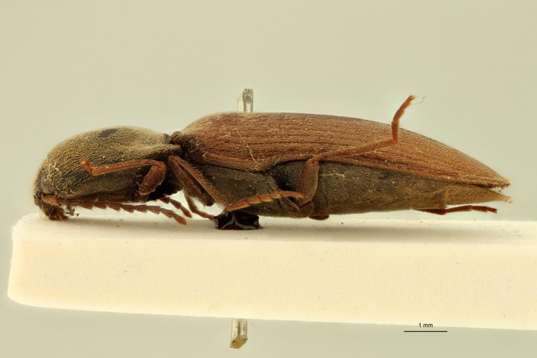 Agriotes dahuricus T L.jpg