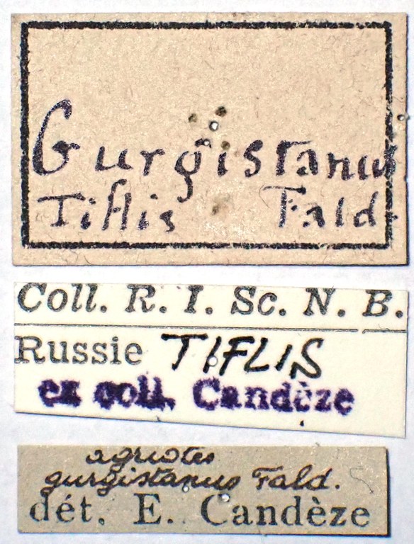 Agriotes gurgistanus labels